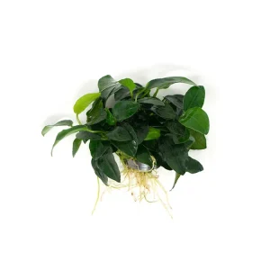 Petite Anubias Nana (Anubias barteri var. “Petite Nana”), EXTRA LARGE, Bare Root