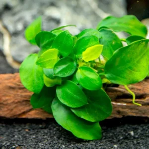 Petite Anubias Nana (Anubias barteri var. “Petite Nana”) on 2+ inch Driftwood