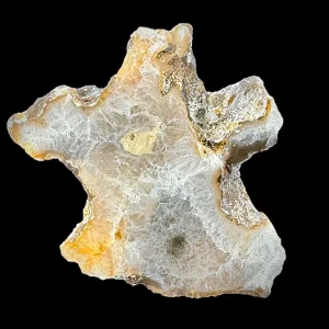 Petrified Coral
