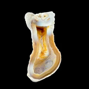 Petrified Coral
