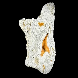 Petrified Coral