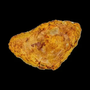 Petrified Wood Slab