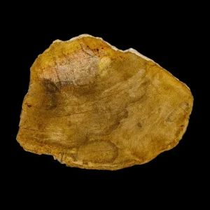 Petrified Wood Slab