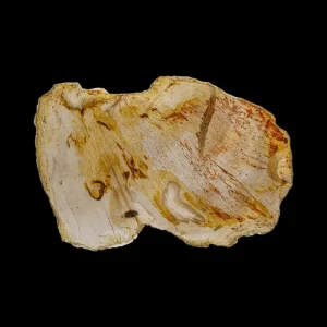 Petrified Wood Slab