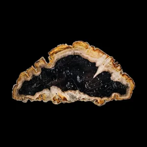 Petrified Wood Slab