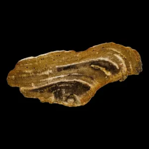 Petrified Wood Slab