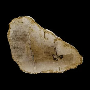 Petrified Wood Slab