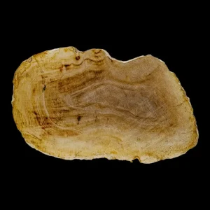 Petrified Wood Slab