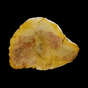 Petrified Wood Slab