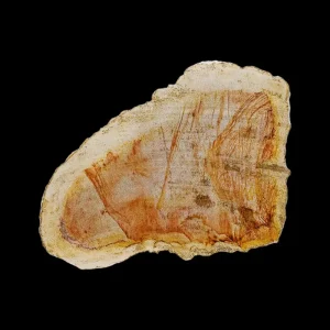 Petrified Wood Slab