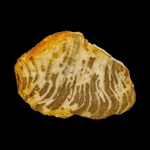 Petrified Wood Slab