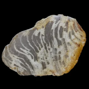 Petrified Wood Slab