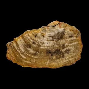 Petrified Wood Slab