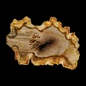 Petrified Wood Slab