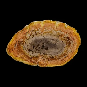 Petrified Wood Slab