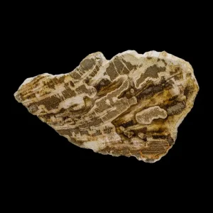 Petrified Wood Slab