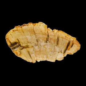 Petrified Wood Slab