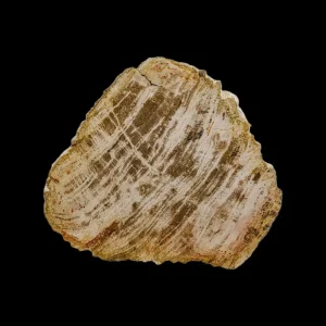 Petrified Wood Slab