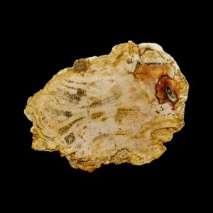 Petrified Wood Slab