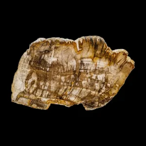 Petrified Wood Slab