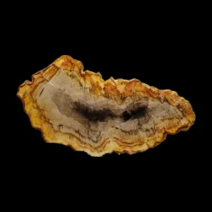 Petrified Wood Slab