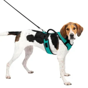 Petsafe Easysport Harness Teal Lg