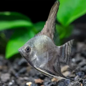 Philippine Blue Smokey Angelfish (Pterophyllum scalare) - TANK-BRED!