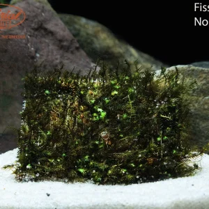 Phoenix Moss