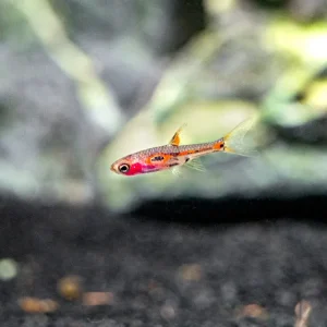 Phoenix Rasbora (Boraras merah)