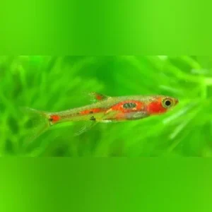 Phoenix Rasbora