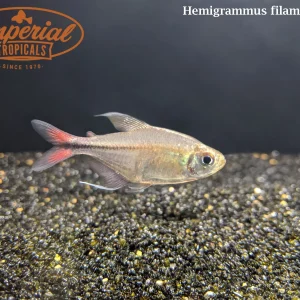Phoenix Tetra