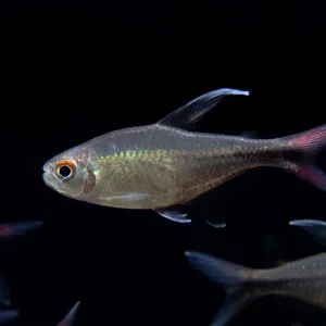 Phoenix Tetra (Hemigrammus filamentosus) - Tank-Bred!