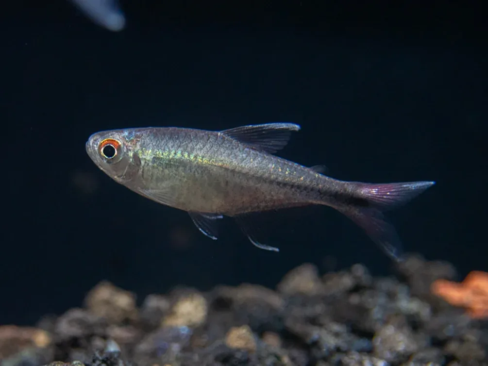 Phoenix Tetra (Hemigrammus filamentosus) - Tank-Bred! - Image 2