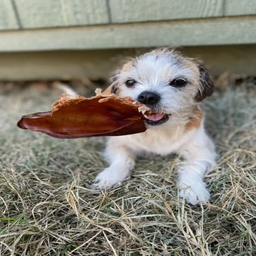 Pig Ear - Image 2