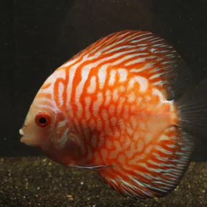 Pigeon Blood Discus