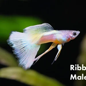 Pingu Guppy (Poecilia reticulata var. “Pingu”), Males and Females, Tank-Bred!