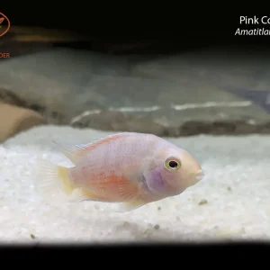Pink Convict Cichlid