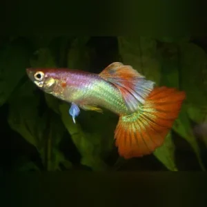 Pink Flamingo Guppy (Pair)