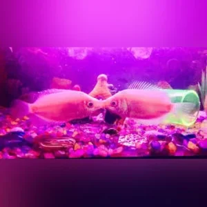 Pink Kissing Gourami