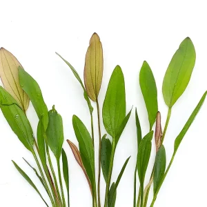 Pink Miracle Sword Plant (Echinodorus sp. ‘Pink Miracle’) – Bareroot or Potted
