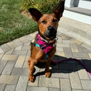 Pink Plaid Bandana