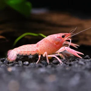 Pink Sakura Clarkii Crayfish (Procambarus clarkii var. “Sakura Pink Clarkii”) BREDBY: Aquatic Arts