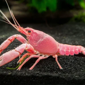Pink Sakura Clarkii Crayfish (Procambarus clarkii var. “Sakura Pink Clarkii”), Tank-Bred