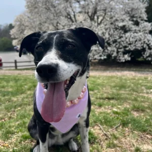 Pink Seersucker Bandana