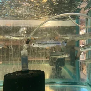 Pink Tail Shark