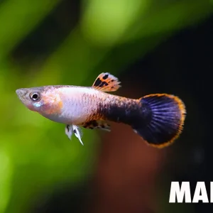 Pink Tuxedo Guppy (Poecilia reticulata "Pink Tuxedo") Tank-Bred!