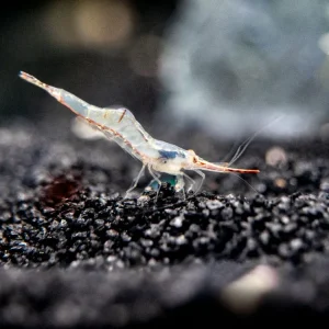 Pinokio Shrimp aka Rudolf Shrimp/Red Skunk Shrimp (Caridina gracilirostris), Tank-Bred!
