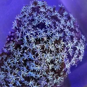 Pipe Organ White Coral
