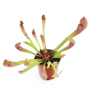 Pitcher Plant (Sarracenia) – Potted Carnivorous Plant