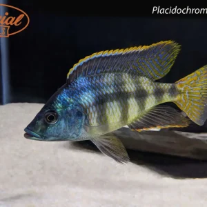 Placidochromis johnstoni